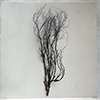 MARY JANE LEACH: WOODWIND MULTIPLES